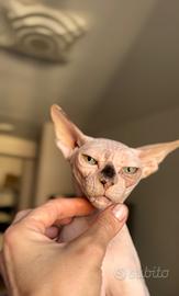 Canadian Sphynx