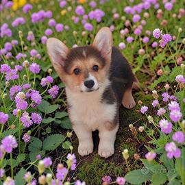 Corgi pembroke