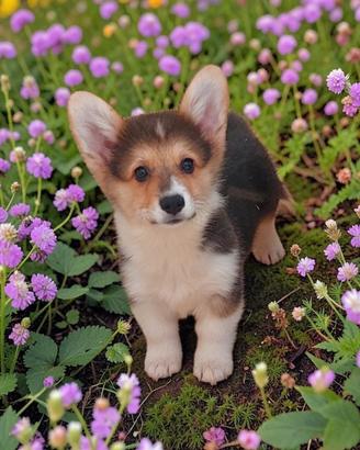 Corgi pembroke