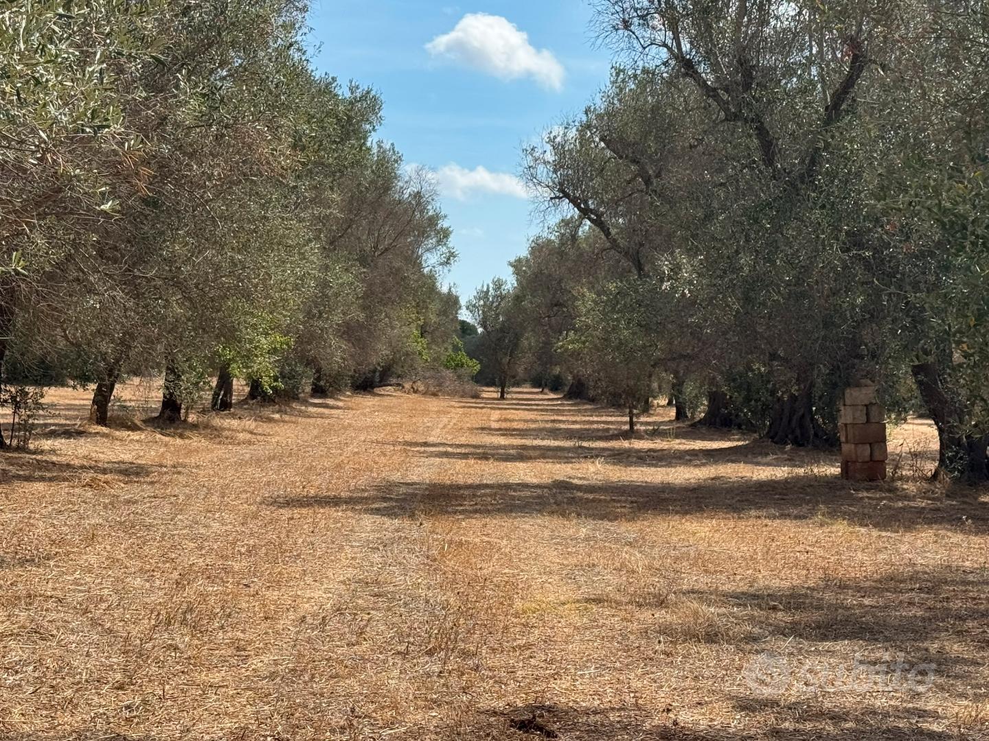 Trullo in due lotti edificabili terreno 17.000mq - Vista 5