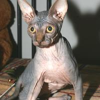 Cucciolo sphynx