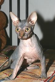 Cucciolo sphynx