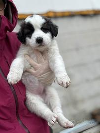 Femmina di due mesi taglia gigante