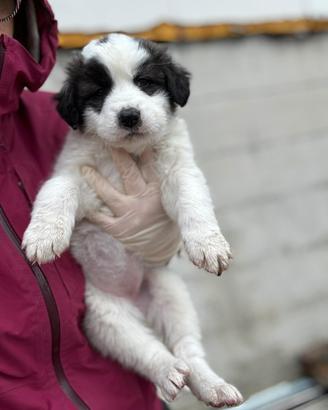 Femmina di due mesi taglia gigante