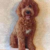 Barbone color fulvo
