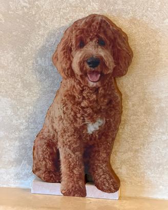 Barbone color fulvo