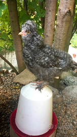 Galline Galli Moroseta