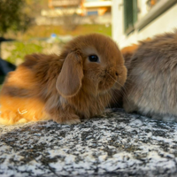 Coniglio nano ariete