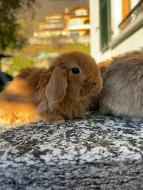 Coniglio nano ariete
