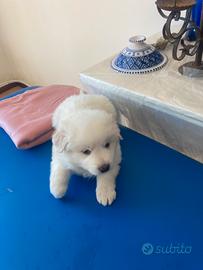 Cuccioli pastore maremmano