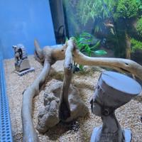 terrario per rettili 