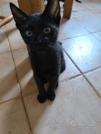 Gattini di 3 Mesi