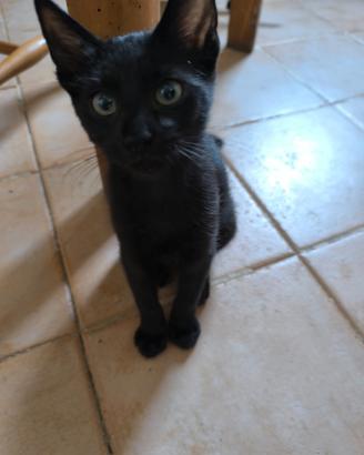 Gattini di 3 Mesi