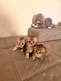 ? 3 Gattine Scottish Fold