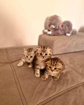 ? 3 Gattine Scottish Fold