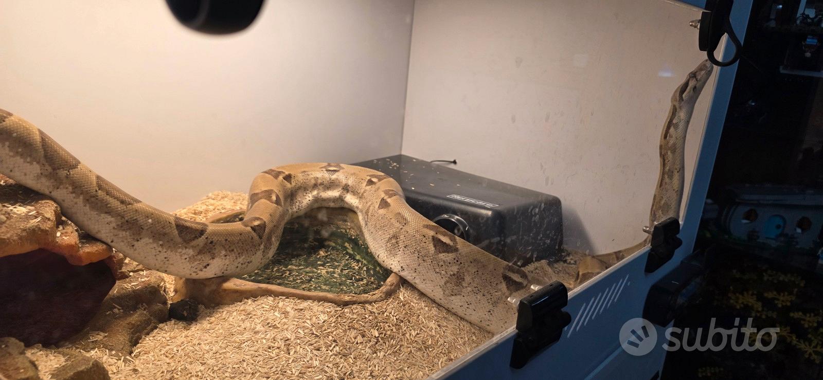 Boa Constrictor - con teca