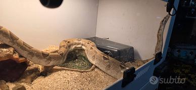 Boa Constrictor - con teca
