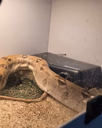 Boa Constrictor - con teca