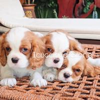 DOLCISSIMO CAVALIER KING Blenheim bianco rosso