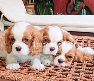 DOLCISSIMO CAVALIER KING Blenheim bianco rosso