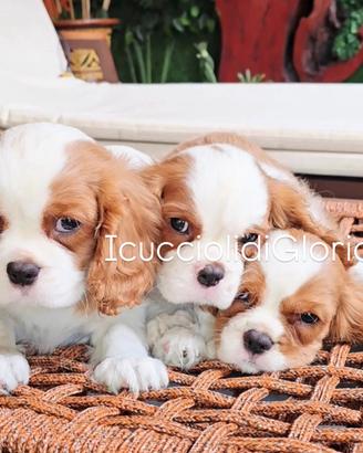 DOLCISSIMO CAVALIER KING Blenheim bianco rosso