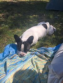 Bulldog femmina