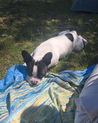 Bulldog femmina