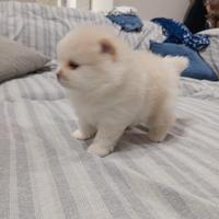Spritz di Pomerania nano