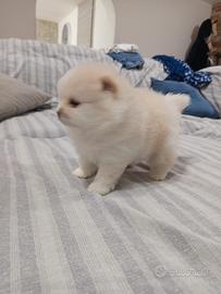 Spritz di Pomerania nano