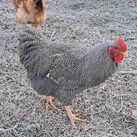 Gallo gallina razze varie