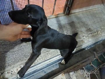 Cani da caccia