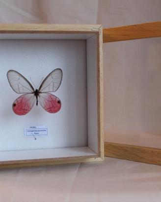 farfalla tropicale rosa e trasparente in quadro 