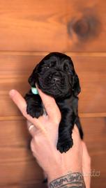 Cucciolo di cocker spaniel