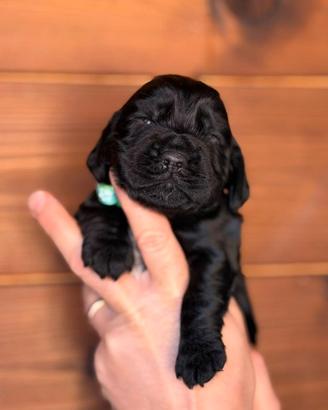 Cucciolo di cocker spaniel