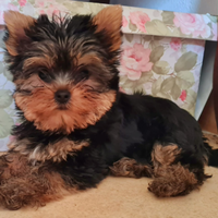 Yorkshire Terrier Maschio Pedigree