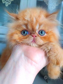 Gatto persiano cuccioli