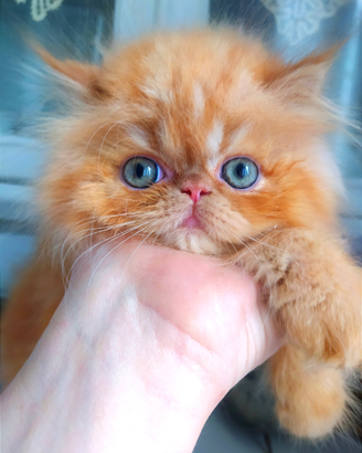 Gatto persiano cuccioli