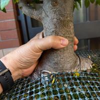 Bonsai Olmo Cinese 20 anni