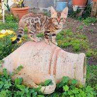 Cuccioli di gatto del Bengala