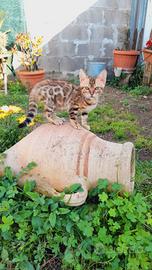 Cuccioli di gatto del Bengala