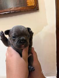 Bulldog Francese