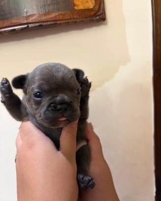 Bulldog Francese