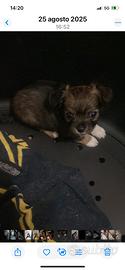Cucciolo Chihuahua