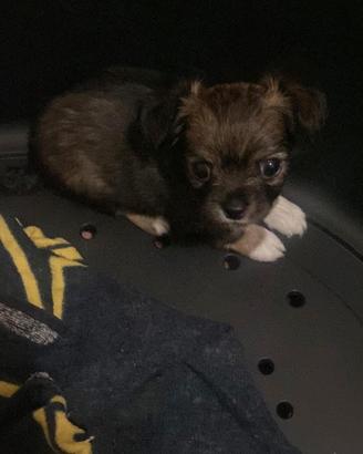 Cucciolo Chihuahua
