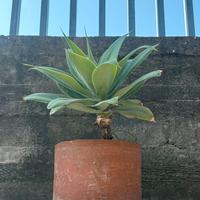 Agave in vaso di terracotta
