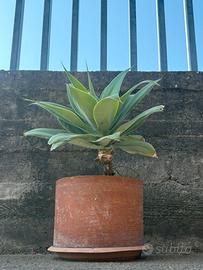 Agave in vaso di terracotta