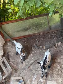 Coppia di capre nane