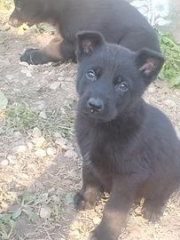 Cuccioli pastore tedesco