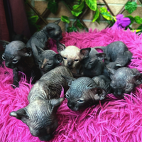 Sphynx cuccioli pedigree