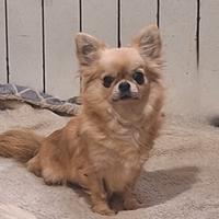 Chihuahua femmina pelo lungo